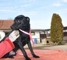 Mousy – Mischling, Männchen, 2 Jahre 1 Monat, Nordic Strays e.V. – Foto 11