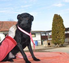 Mousy – Mischling, Männchen, 2 Jahre 1 Monat, Nordic Strays e.V. – Foto 3