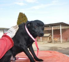 Mousy – Mischling, Männchen, 2 Jahre 1 Monat, Nordic Strays e.V. – Foto 4