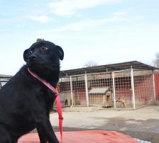 Mousy – Mischling, Männchen, 2 Jahre 1 Monat, Nordic Strays e.V. – Foto 5