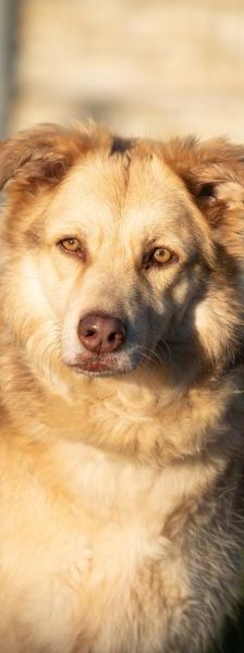 Maxi – Golden Retriever Mix, Weibchen, 11 Jahre 5 Monate, 13057 Berlin – Foto 1