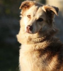Maxi – Golden Retriever Mix, Weibchen, 11 Jahre 5 Monate, 13057 Berlin – Foto 2