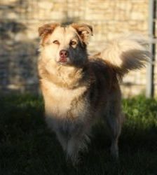 Maxi – Golden Retriever Mix, Weibchen, 11 Jahre 5 Monate, 13057 Berlin – Foto 3
