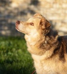Maxi – Golden Retriever Mix, Weibchen, 11 Jahre 5 Monate, 13057 Berlin – Foto 4