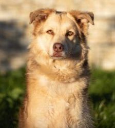 Maxi – Golden Retriever Mix, Weibchen, 11 Jahre 5 Monate, 13057 Berlin – Foto 5