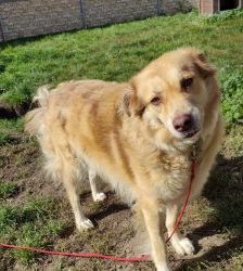 Maxi – Golden Retriever Mix, Weibchen, 11 Jahre 5 Monate, 13057 Berlin – Foto 6