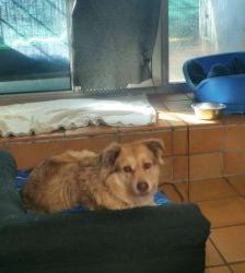Maxi – Golden Retriever Mix, Weibchen, 11 Jahre 5 Monate, 13057 Berlin – Foto 7