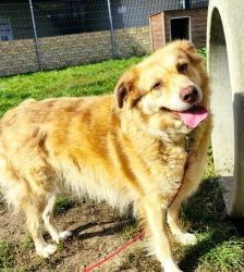Maxi – Golden Retriever Mix, Weibchen, 11 Jahre 5 Monate, 13057 Berlin – Foto 8
