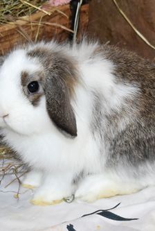 Escada – Widdermix-Zwergkaninchen, Weibchen, Alter unbekannt, 90537 Feucht – Foto 1