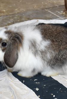 Escada – Widdermix-Zwergkaninchen, Weibchen, Alter unbekannt, 90537 Feucht – Foto 2