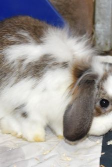 Escada – Widdermix-Zwergkaninchen, Weibchen, Alter unbekannt, 90537 Feucht – Foto 3