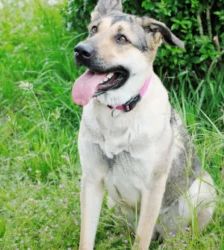 Ellie – Schäferhund-Mix, Weibchen, 1 Monat, 13057 Berlin – Foto 2