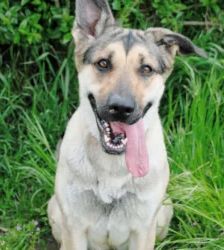 Ellie – Schäferhund-Mix, Weibchen, 1 Monat, 13057 Berlin – Foto 3