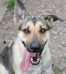 Ellie – Schäferhund-Mix, Weibchen, 1 Monat, 13057 Berlin – Foto 4