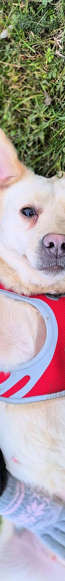 Alina – Labrador Mischling, Weibchen, 3 Jahre, Nordic Strays e.V. – Foto 1