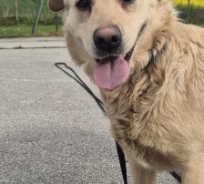 Alina – Labrador Mischling, Weibchen, 3 Jahre, Nordic Strays e.V. – Foto 2