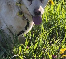 Alina – Labrador Mischling, Weibchen, 3 Jahre, Nordic Strays e.V. – Foto 3
