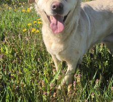Alina – Labrador Mischling, Weibchen, 3 Jahre, Nordic Strays e.V. – Foto 4