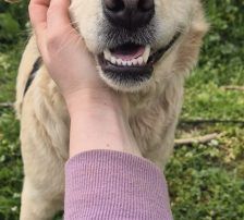Alina – Labrador Mischling, Weibchen, 3 Jahre, Nordic Strays e.V. – Foto 5