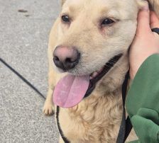 Alina – Labrador Mischling, Weibchen, 3 Jahre, Nordic Strays e.V. – Foto 6