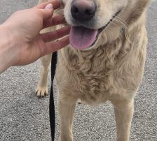 Alina – Labrador Mischling, Weibchen, 3 Jahre, Nordic Strays e.V. – Foto 7