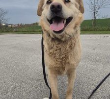 Alina – Labrador Mischling, Weibchen, 3 Jahre, Nordic Strays e.V. – Foto 8
