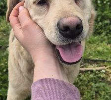 Alina – Labrador Mischling, Weibchen, 3 Jahre, Nordic Strays e.V. – Foto 9
