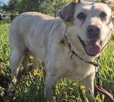 Alina – Labrador Mischling, Weibchen, 3 Jahre, Nordic Strays e.V. – Foto 10