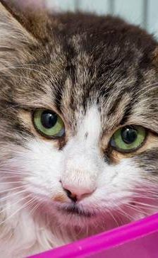 Flecos – Europäisch Langhaar, Männchen, 4 Jahre, 65520 Bad Camberg – Foto 1