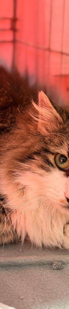 Flecos – Europäisch Langhaar, Männchen, 4 Jahre, 65520 Bad Camberg – Foto 2