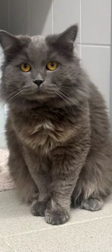 Branko – British Langhaar, Männchen, Alter unbekannt, 26389 Wilhelmshaven – Foto 1