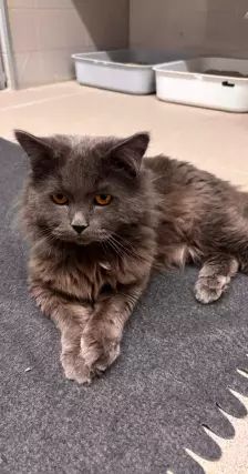 Branko – British Langhaar, Männchen, Alter unbekannt, 26389 Wilhelmshaven – Foto 2