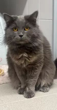 Branko – British Langhaar, Männchen, Alter unbekannt, 26389 Wilhelmshaven – Foto 3