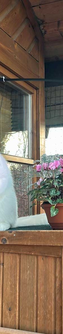 Gustav – BKH-Mix, Männchen, 2 Jahre, 82031 Grünwald – Foto 3