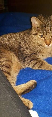Sora – Europäisch Kurzhaar, Weibchen, 2 Jahre, 65520 Bad Camberg – Foto 1