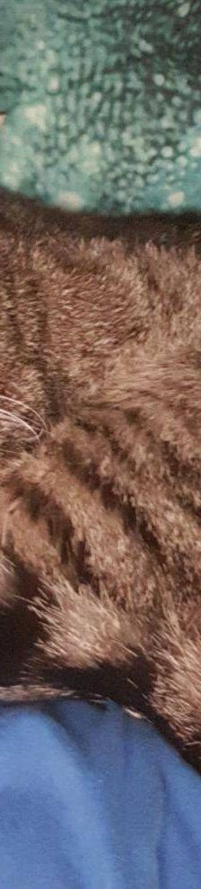 Sora – Europäisch Kurzhaar, Weibchen, 2 Jahre, 65520 Bad Camberg – Foto 5