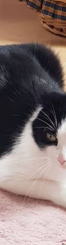 Sora – Europäisch Kurzhaar, Weibchen, 2 Jahre, 65520 Bad Camberg – Foto 9