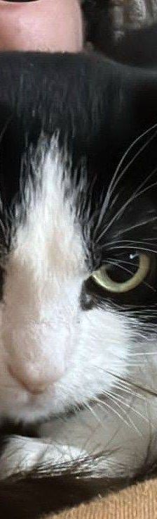 Sora – Europäisch Kurzhaar, Weibchen, 2 Jahre, 65520 Bad Camberg – Foto 10