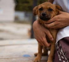 Marina – Mischling, Weibchen, Alter unbekannt, Nordic Strays e.V. – Foto 2