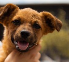 Marina – Mischling, Weibchen, Alter unbekannt, Nordic Strays e.V. – Foto 3