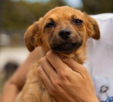Marina – Mischling, Weibchen, Alter unbekannt, Nordic Strays e.V. – Foto 4