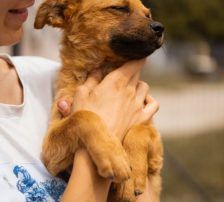Marina – Mischling, Weibchen, Alter unbekannt, Nordic Strays e.V. – Foto 5