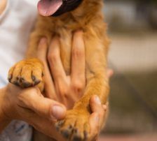 Marina – Mischling, Weibchen, Alter unbekannt, Nordic Strays e.V. – Foto 6