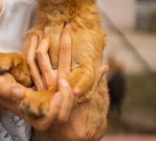 Marina – Mischling, Weibchen, Alter unbekannt, Nordic Strays e.V. – Foto 7