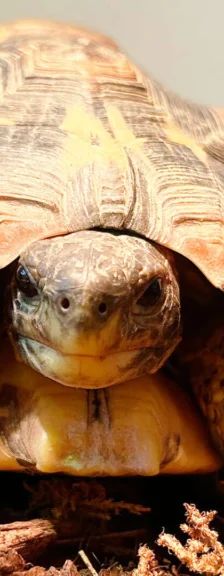 Ralf Rooibos – Glattrand-Gelenkschildkröte, Männchen, 3 Jahre, 13057 Berlin – Foto 1