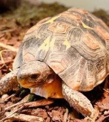 Ralf Rooibos – Glattrand-Gelenkschildkröte, Männchen, 3 Jahre, 13057 Berlin – Foto 2