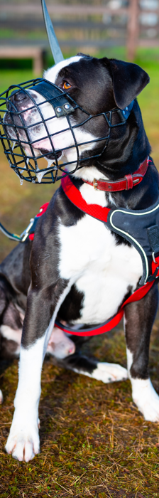 Hugo – Dogo Canario, Männchen, 4 Jahre 3 Monate, 28357 Bremen – Foto 2