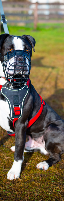 Hugo – Dogo Canario, Männchen, 4 Jahre 3 Monate, 28357 Bremen – Foto 3
