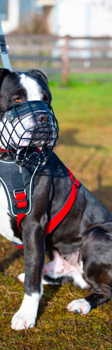Hugo – Dogo Canario, Männchen, 4 Jahre 3 Monate, 28357 Bremen – Foto 4
