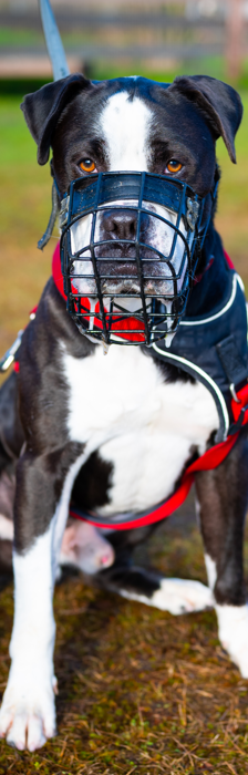 Hugo – Dogo Canario, Männchen, 4 Jahre 3 Monate, 28357 Bremen – Foto 5
